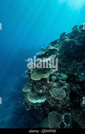La vie sur le récif de Mayotte lagon océan Indien Banque D'Images