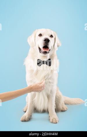 Labrador drôle posant avec le noeud papillon noir, propriétaire tenant l'arc sur le bâton à la main, chien assis sur le sol sur fond bleu Banque D'Images