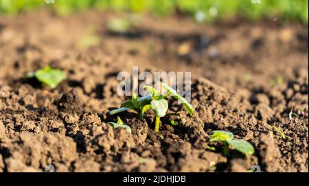 Jeune plante verte dans la nature sur fond de sol. Concept de l'environnement terrestre. Gardien de la nature Banque D'Images