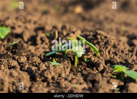 Jeune plante verte dans la nature sur fond de sol. Concept de l'environnement terrestre. Gardien de la nature Banque D'Images