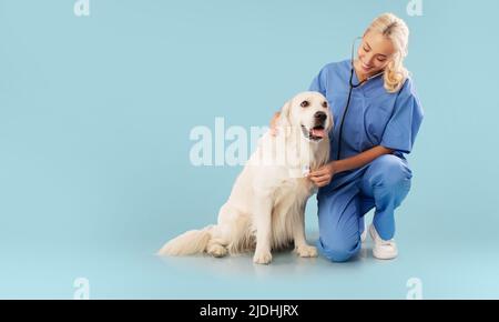 Concept de cardiologie animale. Un vétérinaire heureux vérifiant la fréquence cardiaque du chien Golden Retriever avec stéthoscope, copier l'espace Banque D'Images