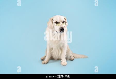 Portrait de chien labrador en lunettes colorées assis sur le sol isolé sur fond bleu de studio, espace de copie Banque D'Images