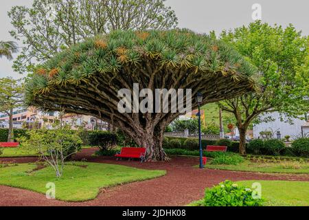 les branches étalées d'un énorme arbre dragon en forme de parapluie donnent l'ombre de bienvenue à jardim de florencia terra dans horta açores Banque D'Images