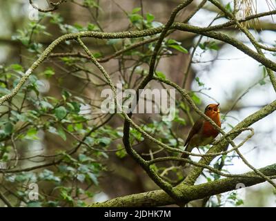 Un Robin verse un torrent de chansons de son lichen tacheté, branche d'arbre perch dans la forêt près de Cranfield, Royaume-Uni. Banque D'Images