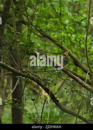 Une Thrush sifflet semble poser pour la caméra sur sa perche de branche d'arbre dans les bois près de Cranfield, au Royaume-Uni. Banque D'Images