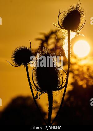 La structure complexe et dentelée d'une toile d'araignée parsemée à thé, rétro-éclairée et silhouetée par un soleil fort, doré, de mise en place. Banque D'Images