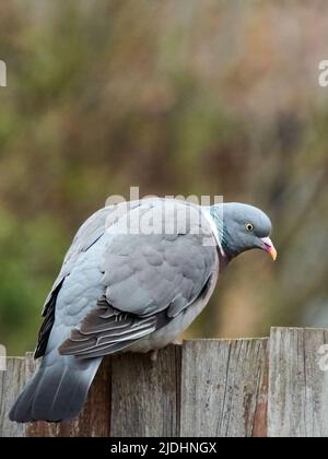 Un pigeon en bois perché sur une clôture de jardin (un peu dédaigneusement!) à la caméra, comme à un intrus dans son domaine. Banque D'Images