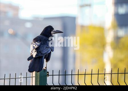 Rook noir. Vue de profil. Gros plan Banque D'Images