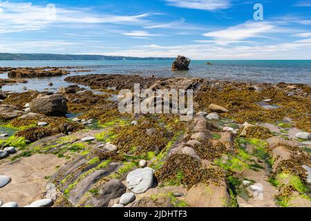 Vue panoramique sur la mer de Greencliff Beach, avec, exposé, rochers texturés, piscines de rochers et vue sur la mer vers Hartland point à Low Tide: Greencliff, Banque D'Images