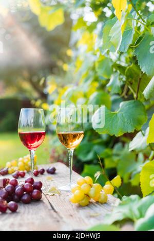 Verres avec vin blanc et rouge et baies de raisin sur la table en bois dans les vignobles, cave avec feuilles vertes fond dans la lumière du coucher du soleil. Dégustation de vin Banque D'Images