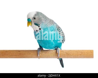 Coopgie bleue isolée sur fond blanc. Budgeriguars oiseau ou perroquet ondulé Banque D'Images