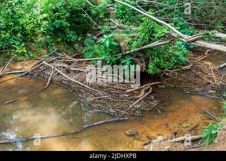 Des milliers de Poohsticks, en aval du pont Winnie l'Ourson dans la forêt d'Ashdown, Sussex, Angleterre, Winnie les fans de Pooh lâcher de petits bâtons dans le stre Banque D'Images