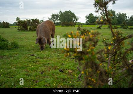 Les cochons de la nouvelle forêt se déplacent sur des terres communes qui se nourrissent de l'herbe sur le Canada Common Hampshire UK. Banque D'Images