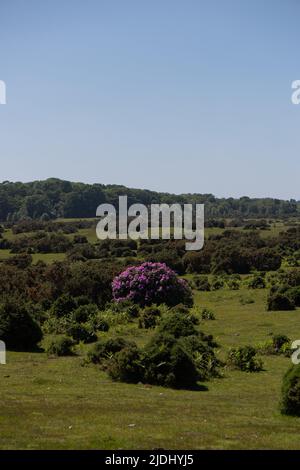 Le Rhododendron ponticum est une espèce non indigène envahissante établie au Royaume-Uni, vu dans cette image une brousse solitaire parmi les gorges de la Nouvelle forêt. Banque D'Images