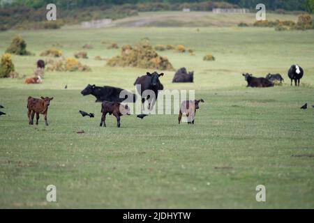 Les vaches et les calfs se promènent et se broutent librement sur les terres communes du Canada Common, à la frontière du parc national de la Nouvelle forêt Hampshire UK. Banque D'Images