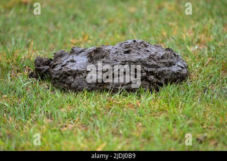 Un seul cowpat frais sur l'herbe d'une nouvelle vache de l'aire de répartition libre de la forêt qui marche librement sur la terre commune dans le parc national. Les pieux de fumier peuvent fournir un habitat. Banque D'Images