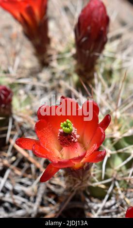 Le cactus Claretcup fleurit sur le plateau sud du Grand Canyon, sur le sentier Hermit Banque D'Images