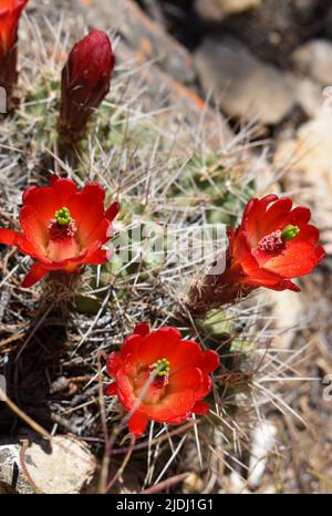 Le cactus Claretcup fleurit sur le plateau sud du Grand Canyon, sur le sentier Hermit Banque D'Images