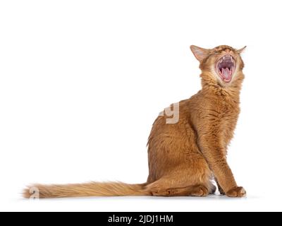 Beau jeune sorrel somalien chat chaton, assis à côté des voies. Bouche large ouverte bâillant et montrant les dents. Isolé sur un fond blanc. Banque D'Images