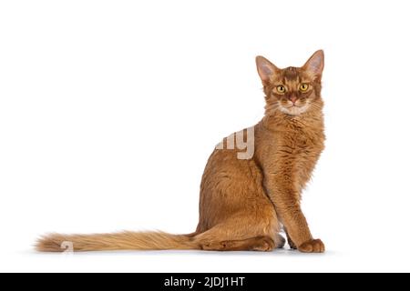 Beau jeune sorrel somalien chat chaton, assis à côté des voies. En regardant vers l'appareil photo, isolé sur un fond blanc. Banque D'Images