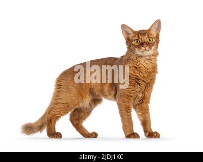 Beau jeune sorrel somalien chat chaton, debout sur les côtés. En regardant vers l'appareil photo, isolé sur un fond blanc. Banque D'Images