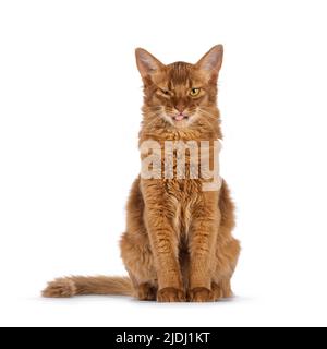 Beau petit chaton somalien de chat de sorrel, assis face à l'avant. Regarder vers l'appareil photo avec une expression folle et la langue dehors. Isolé sur un bac blanc Banque D'Images