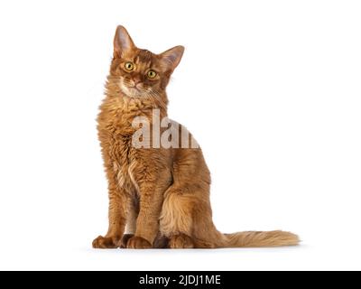 Beau jeune sorrel somalien chat chaton, assis à côté des voies. En regardant vers l'appareil photo, isolé sur un fond blanc. Banque D'Images