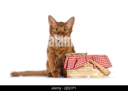 Joli petit chaton somalien de chat, assis à côté d'un panier de pique-nique. En regardant vers l'appareil photo, isolé sur un fond blanc. Banque D'Images