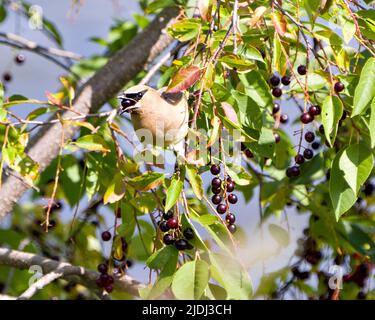 Cèdre Waxwing perchée en mangeant des fruits de baies sauvages dans son environnement et son habitat entourant d'un fond flou. Baie dans son bec. Banque D'Images