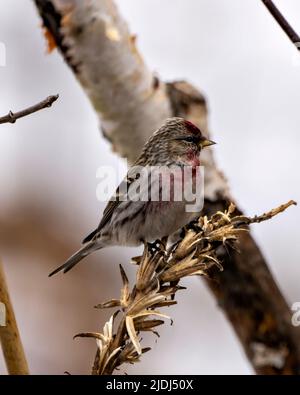 Red Poll Finch vue latérale perchée sur le feuillage avec un arrière-plan de forêt flou dans son environnement et son habitat environnant. Photo et image de Finch. Banque D'Images