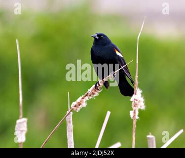 Vue en gros plan de Blackbird ailé de rouge, perchée sur une plante de queue d'oiseau avec un fond vert flou dans son environnement et son habitat environnant. Banque D'Images