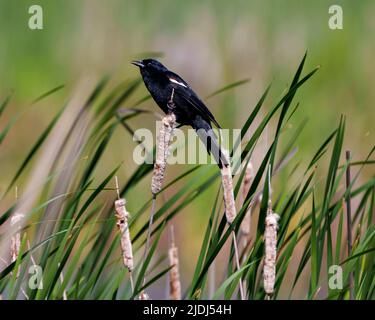 Vue latérale en gros plan à ailes rouges, perchée sur une plante à queue de chat avec un arrière-plan de feuillage flou dans son environnement et son habitat environnant. Banque D'Images