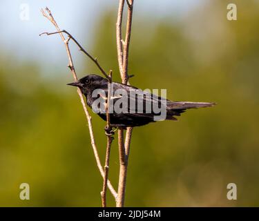 Vue en gros plan de Blackbird à ailes rouges, perchée sur une branche avec un arrière-plan vert flou dans son environnement et son habitat environnant. Banque D'Images