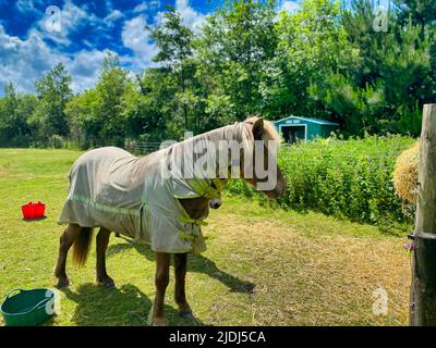 Cheval dans une ferme de Cornwall Banque D'Images