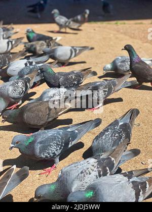 Pigeons britanniques sur une chaussée Banque D'Images