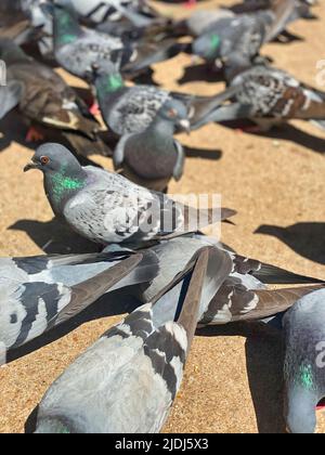 Pigeons britanniques sur une chaussée Banque D'Images