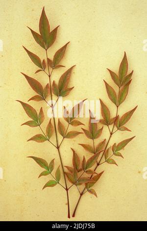 Deux pulvérisations de feuilles rouges teintées de vert d'arbuste à feuilles persistantes de bambou Heavenly ou de Nandina domestica couché sur du papier antique Banque D'Images