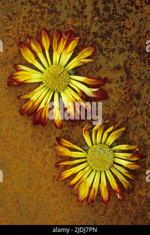 Deux têtes de fleurs rouges et jaunes de Chrysanthemum séchant sur une tôle rouillée Banque D'Images