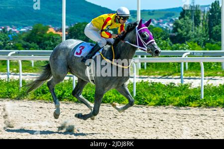 La course pour le prix du restrictif, Nord Caucase.Ahead jockey Guseinov Timur sur le cheval gris arabe. Banque D'Images