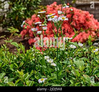 Un gros plan de la jolie pelouse blanche commune Daisies. Nom botanique, Bellis perennis. Banque D'Images