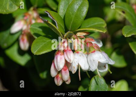 Le Vaccinium vitis-idaea, la baie des lingonis, la baie partridgeberry, la canneberge de montagne ou la baie de cowberry, est un petit arbuste à feuilles persistantes de la famille des Ericaceae Banque D'Images