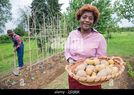 Une paysannerie africaine dans les champs avec un panier de pommes de terre fraîchement cueillies, concept de récolte Banque D'Images