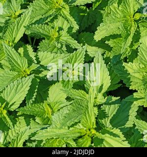 Grande ortie, Urtica dioica, au printemps Banque D'Images