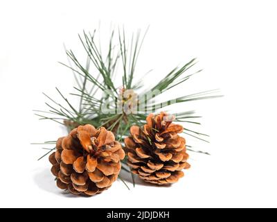 Des cônes de pin sur fond blanc en gros plan Banque D'Images