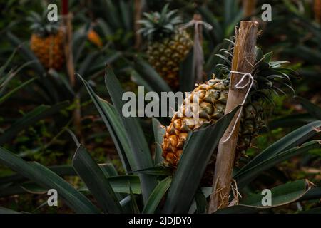 Un fruit d'ananas mûrissant en particulier sur une plantation d'ananas traditionnelle en serre d'azorée. Île de São Miguel dans l'archipel des Açores. Banque D'Images