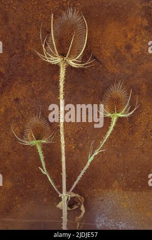 Tige de thé mûr ou de Dipsacus fullonum avec trois têtes de semis brun pickly sur tôle rouillée Banque D'Images