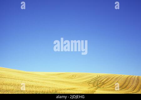 Champ de chaume de céréales dorées entrecroisé par des pistes sur une colline en pente douce sous ciel bleu clair Lincolnshire Wolds England UK Banque D'Images