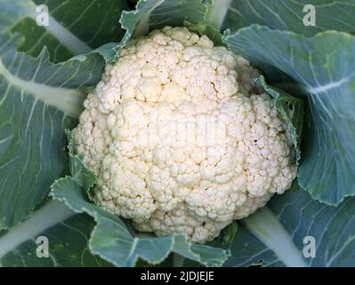 Vue de dessus du chou-fleur en pleine croissance dans le jardin, vue rapprochée des légumes plantés à la maison Banque D'Images