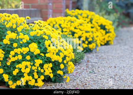 Fleurs de chrysanthème, chrysanthèmes jaunes dans une bordure de fleur dans un jardin d'hiver, Royaume-Uni Banque D'Images