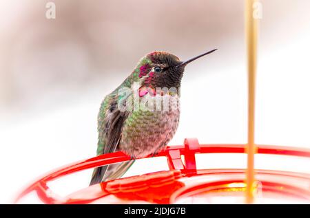 Un colibri d'Anna est assis sur un mangeoire Banque D'Images